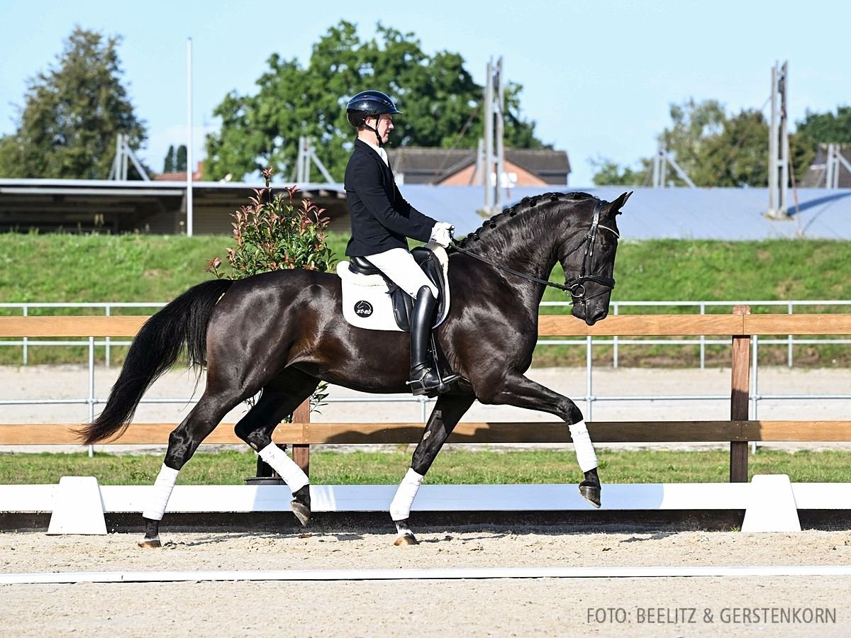 Hannover Giumenta 3 Anni 175 cm Baio scuro in Verden