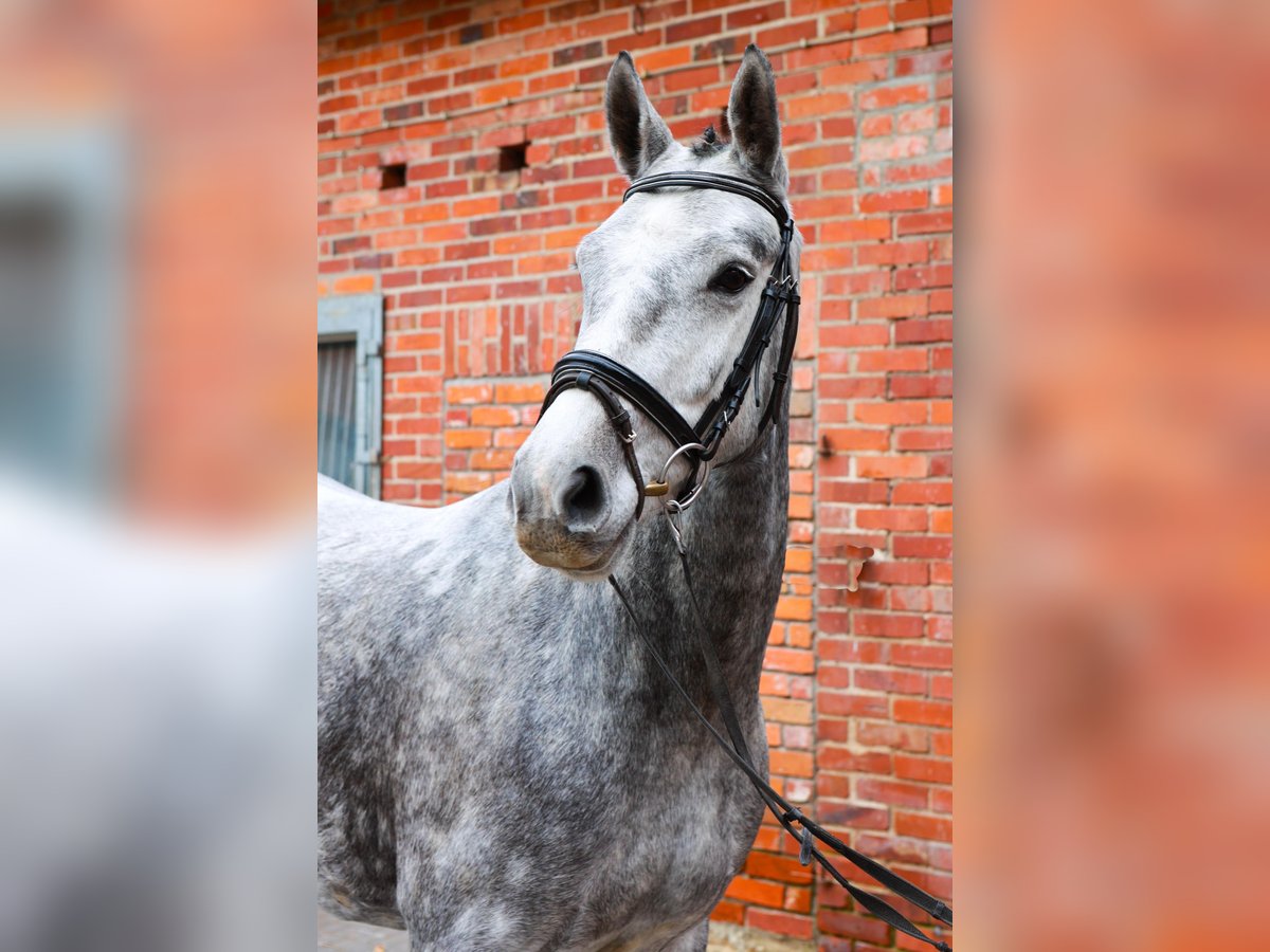 Hannover Giumenta 4 Anni 160 cm Grigio in Dannenberg (Elbe)