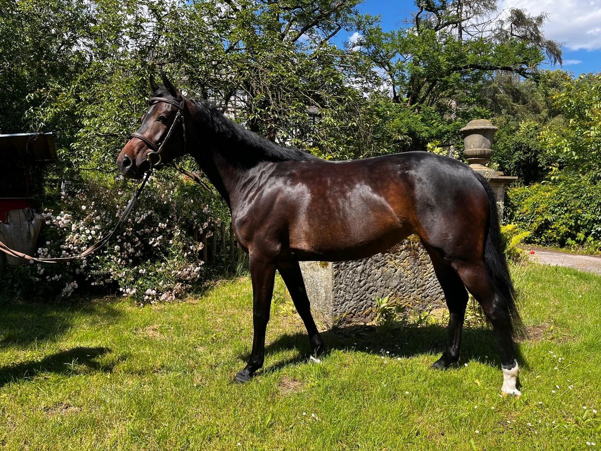 Hannover Giumenta 4 Anni 162 cm Baio scuro in Neustadt am Rübenberge