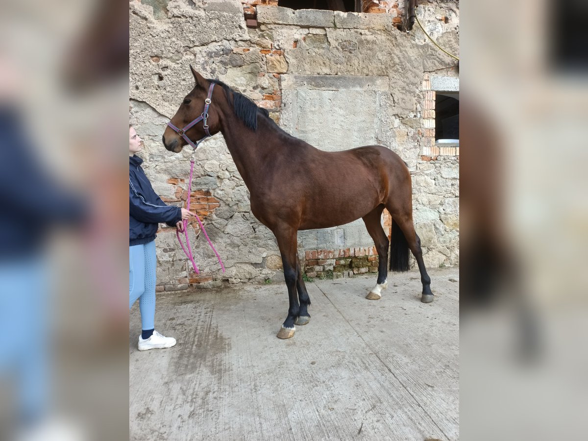 Hannover Giumenta 4 Anni 163 cm Baio in M&#xFC;geln