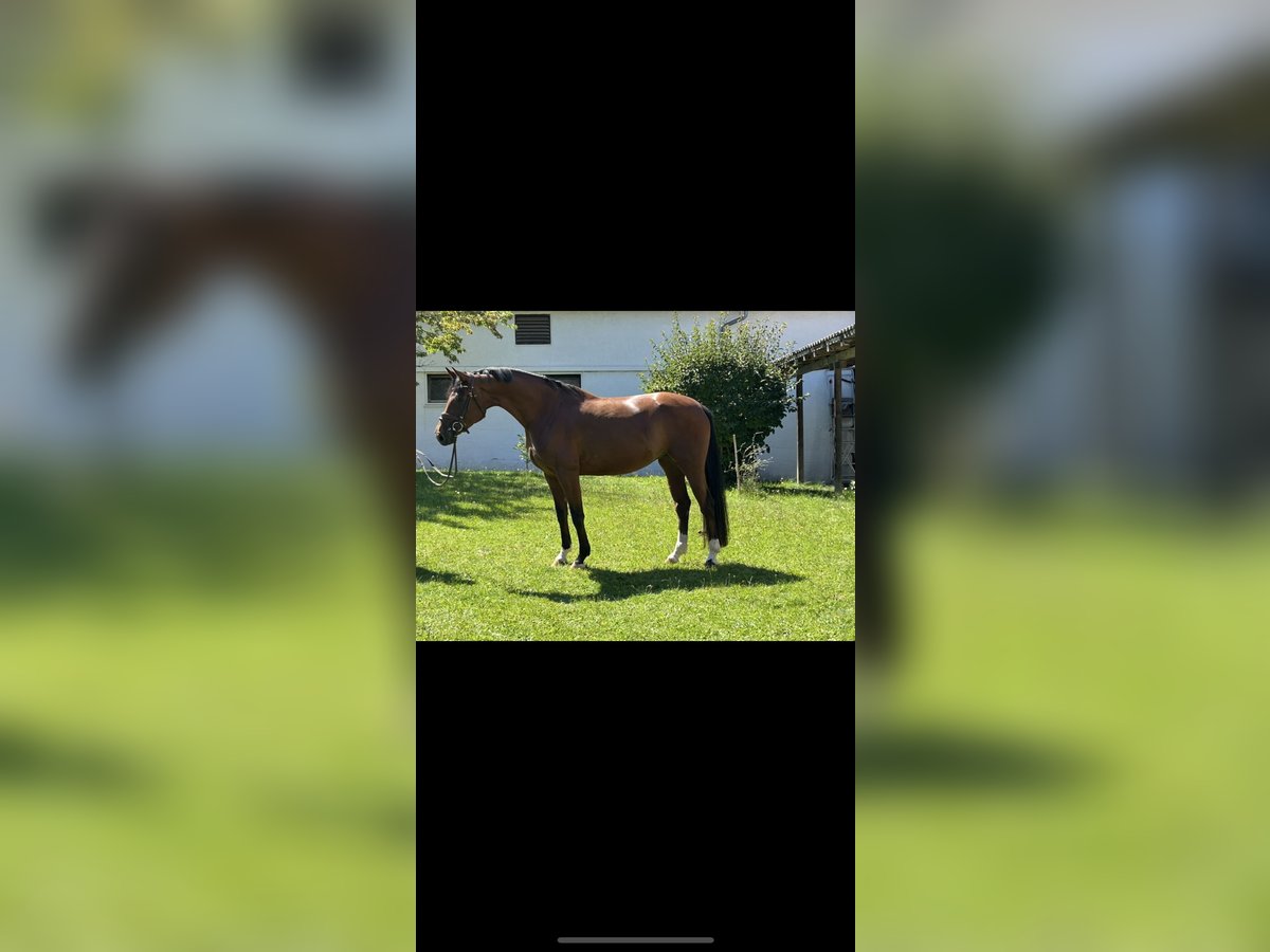 Hannover Giumenta 4 Anni 163 cm Baio in RiedRied