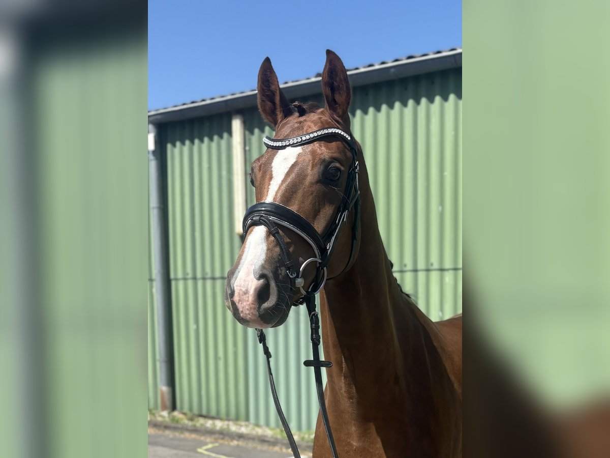 Hannover Giumenta 4 Anni 163 cm Sauro scuro in Niederkassel