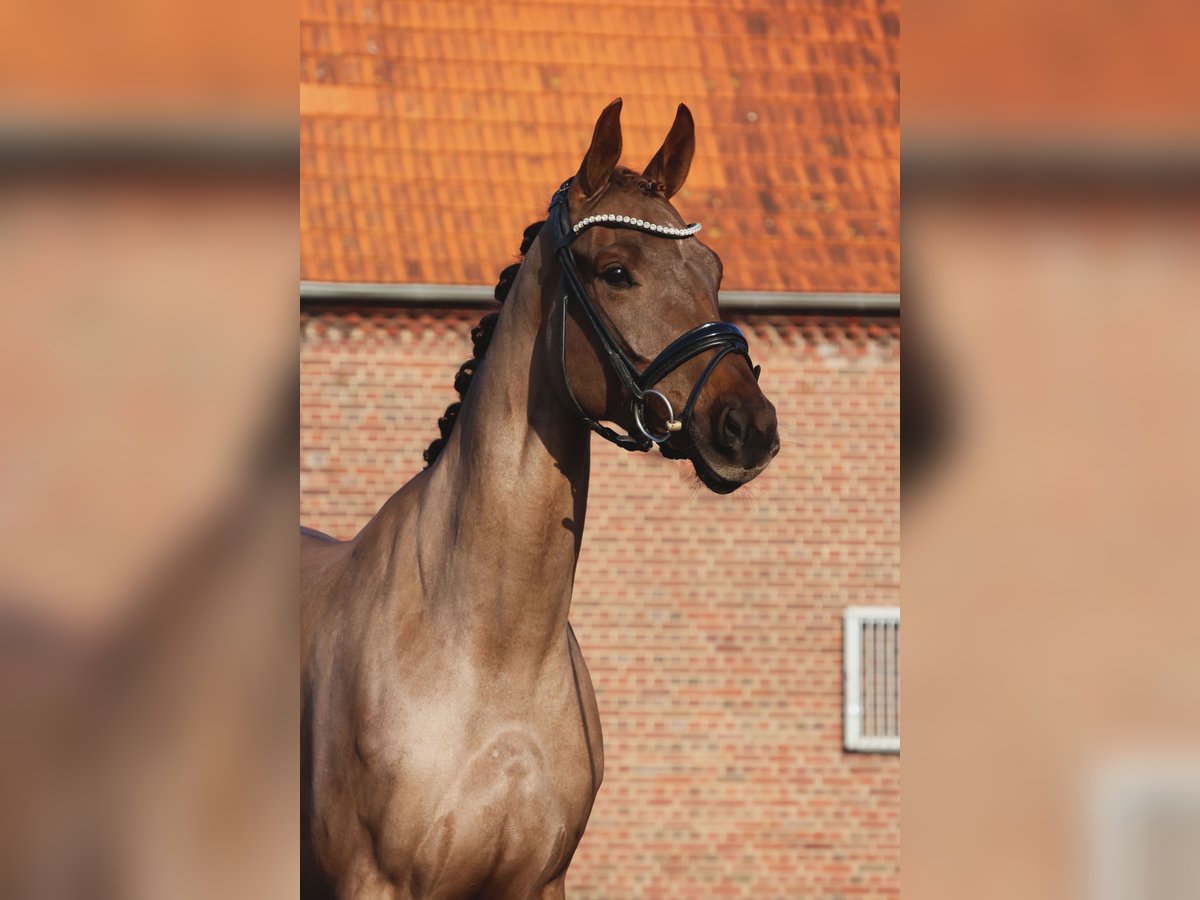 Hannover Giumenta 4 Anni 163 cm Sauro scuro in Nottuln