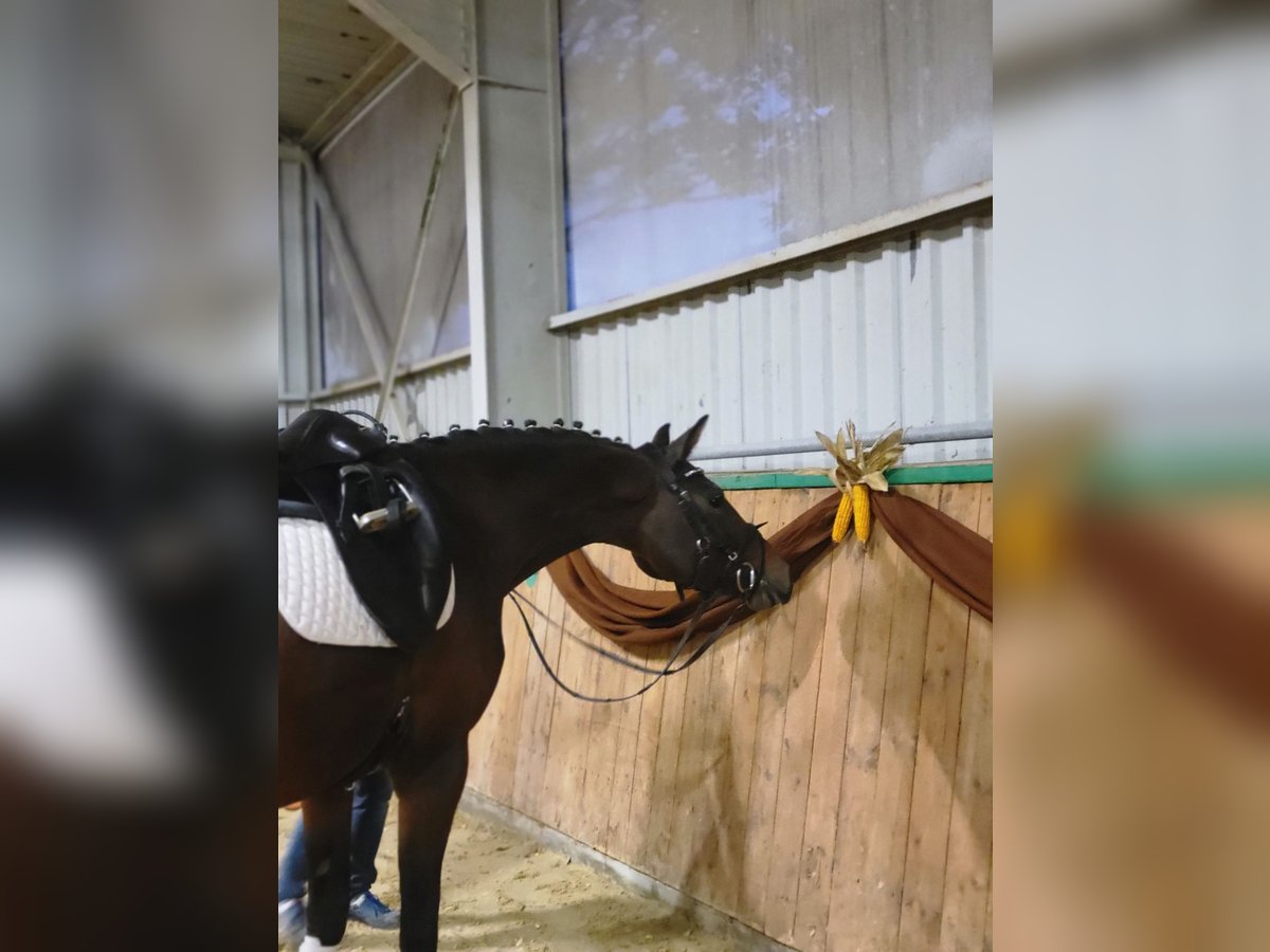 Hannover Giumenta 4 Anni 164 cm Baio in Brackenheim