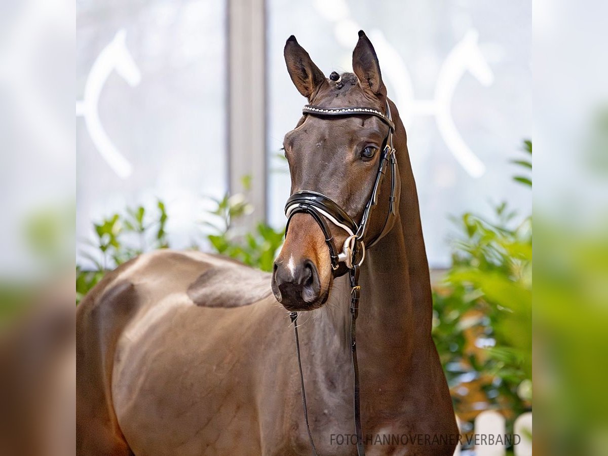 Hannover Giumenta 4 Anni 164 cm Baio in Verden