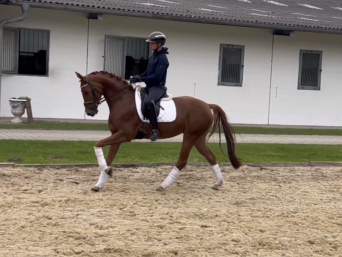 Hannover Giumenta 4 Anni 164 cm Sauro in Nienburg (Weser)