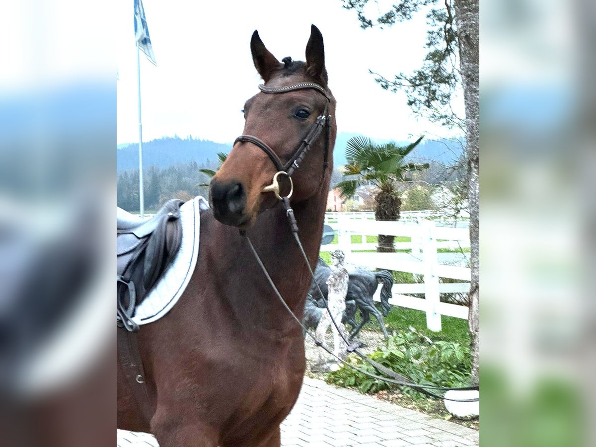 Hannover Giumenta 4 Anni 165 cm Baio in Rüegsauschachen