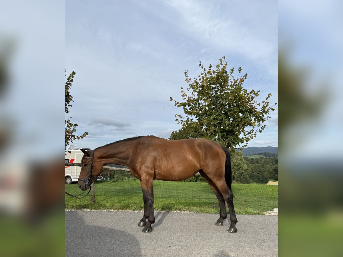 Hannover Mix Giumenta 4 Anni 165 cm Baio ciliegia in Grgar