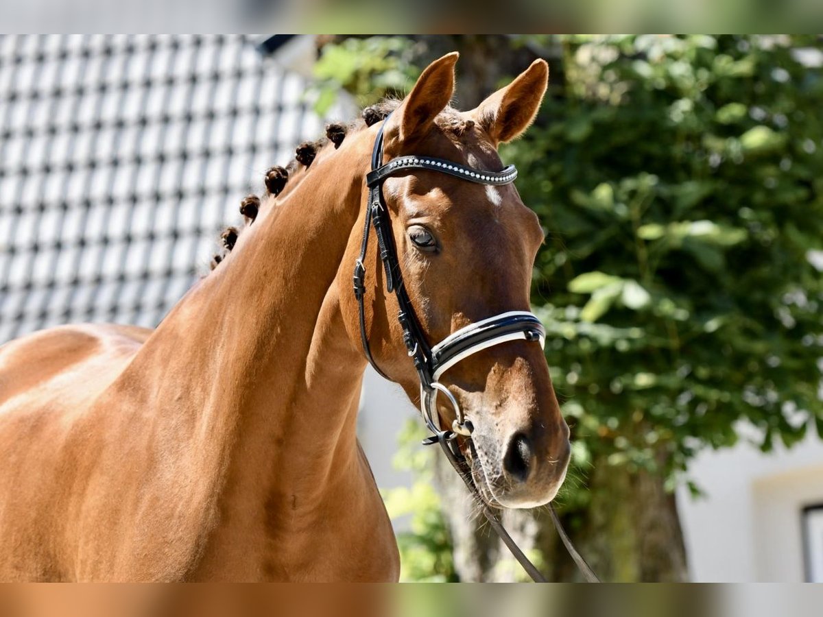 Hannover Giumenta 4 Anni 165 cm Sauro in Freienwill