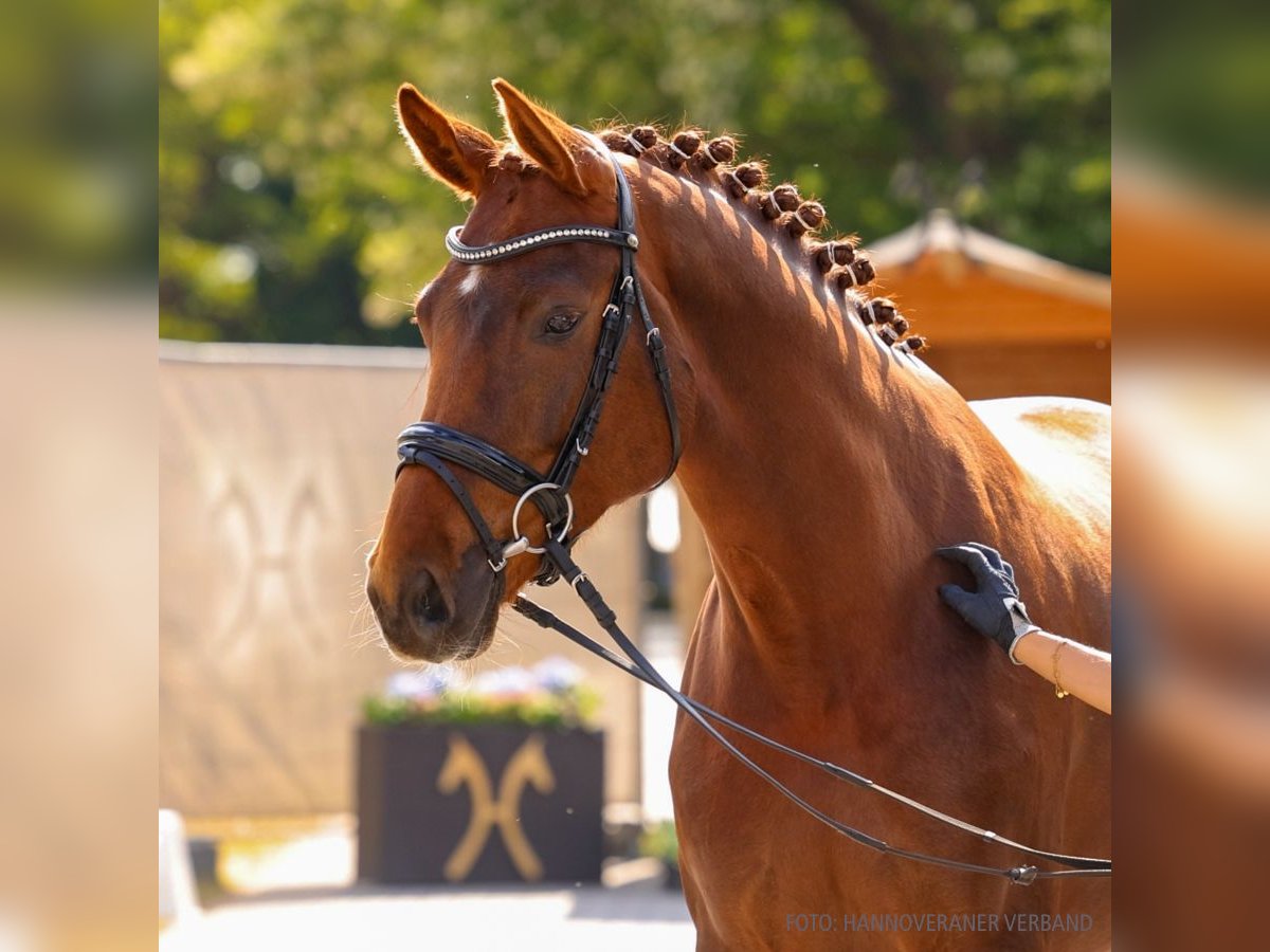 Hannover Giumenta 4 Anni 165 cm Sauro scuro in Verden