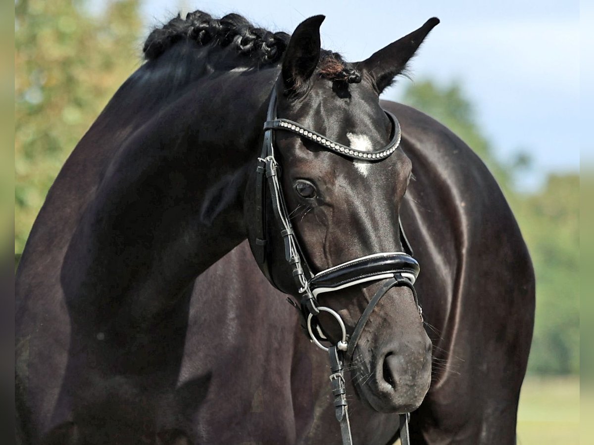 Hannover Giumenta 4 Anni 166 cm Morello in Loewenberger Land