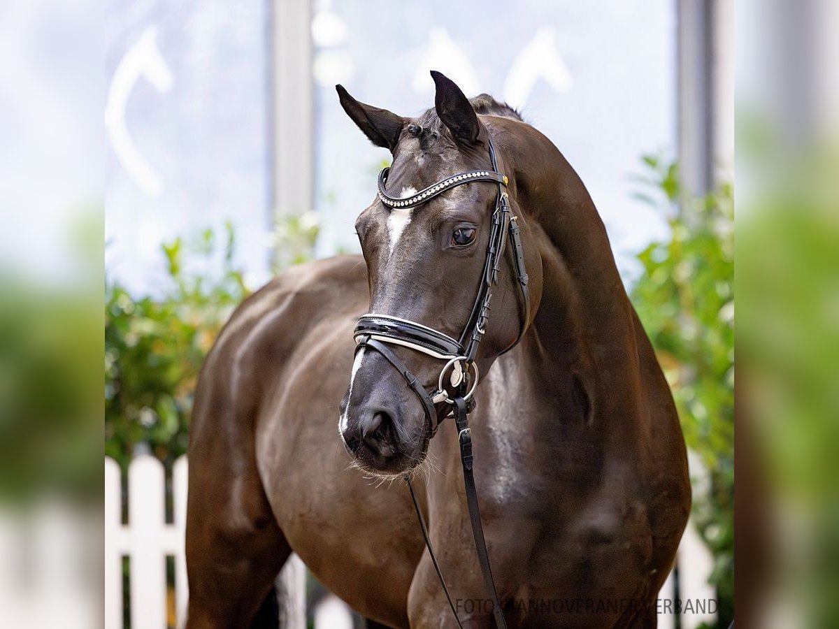 Hannover Giumenta 4 Anni 166 cm Morello in Verden