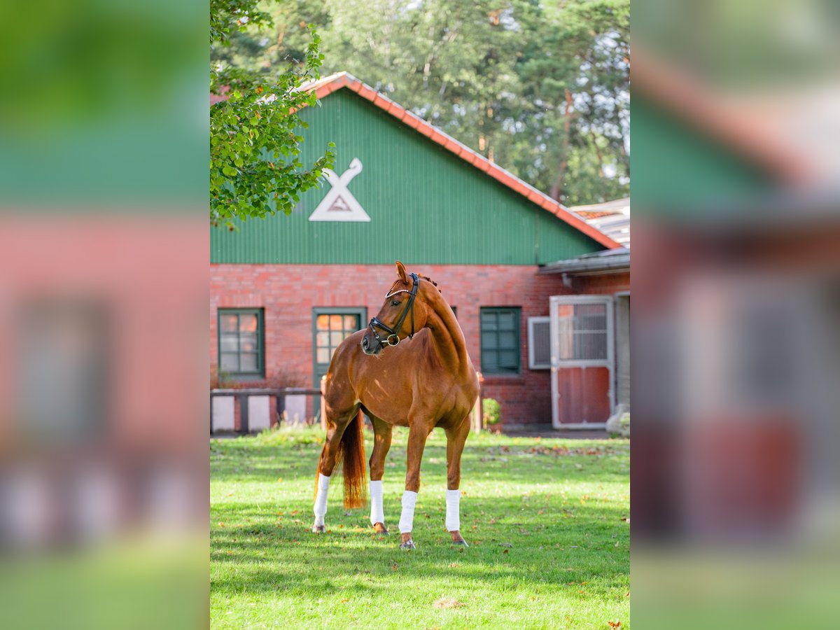 Hannover Giumenta 4 Anni 166 cm Sauro in Wentorf bei Hamburg