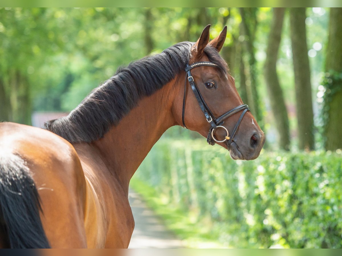 Hannover Giumenta 4 Anni 167 cm Baio in Voltlage