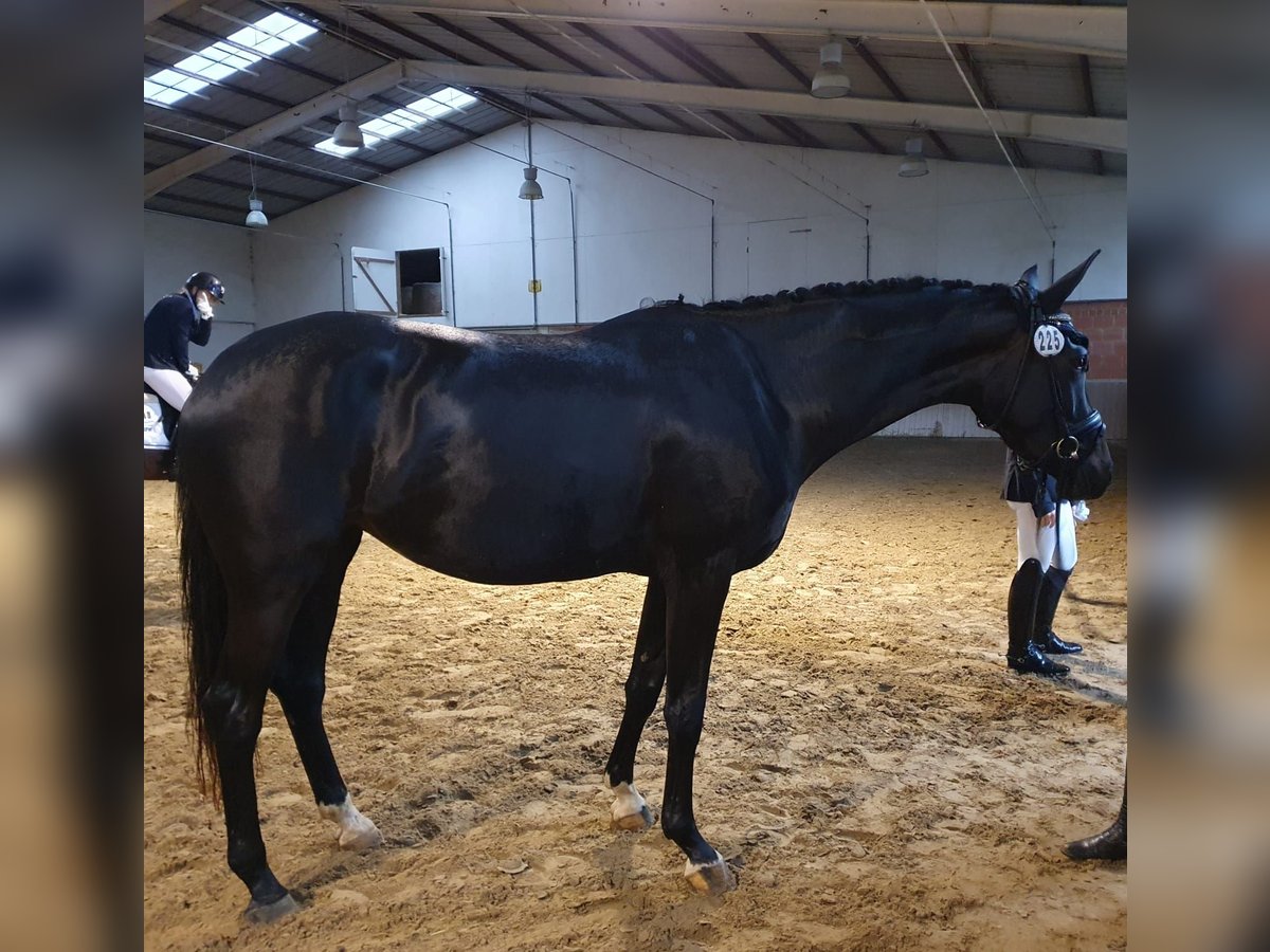 Hannover Giumenta 4 Anni 167 cm Morello in Fuldabrück