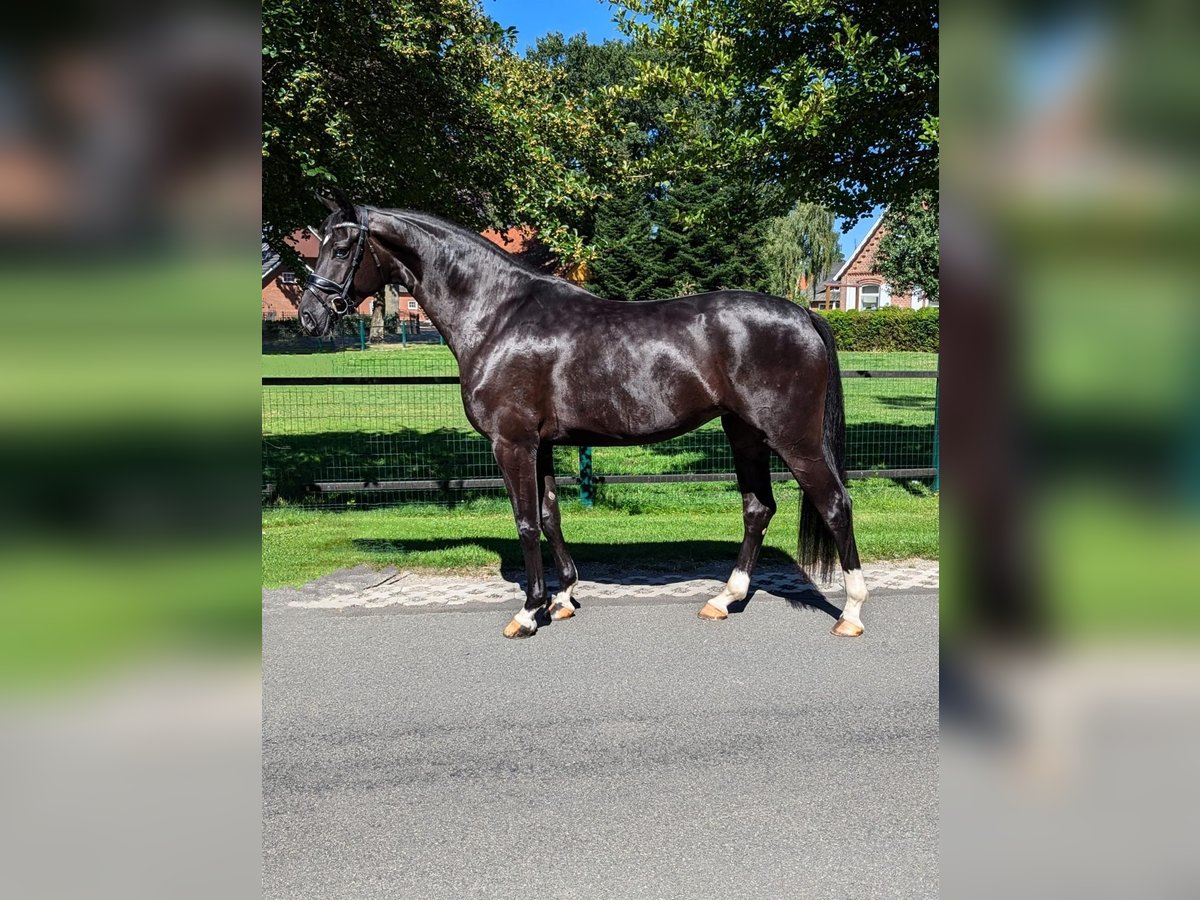 Hannover Giumenta 4 Anni 167 cm Morello in Twistringen