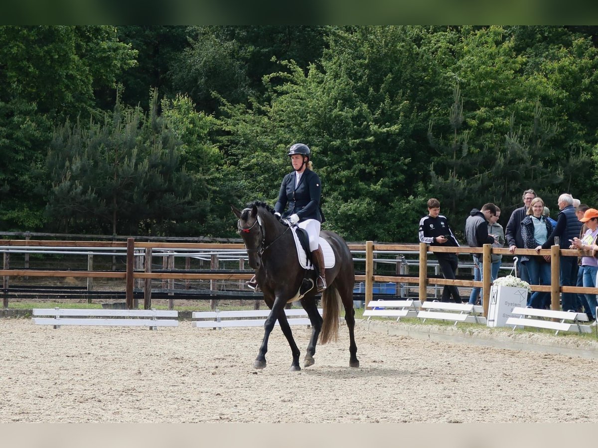 Hannover Giumenta 4 Anni 168 cm Può diventare grigio in Lohne (Oldenburg)