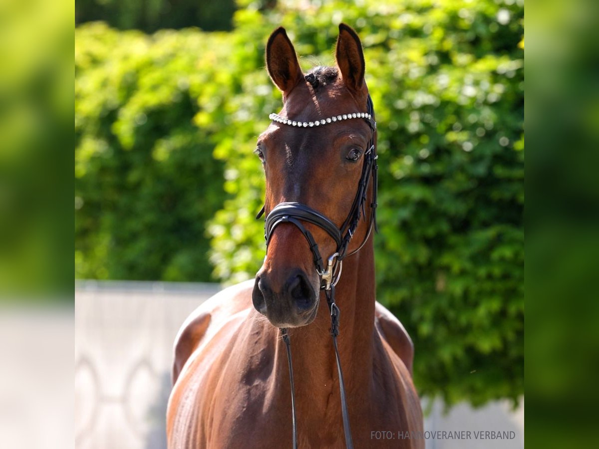 Hannover Giumenta 4 Anni 168 cm Sauro in Verden