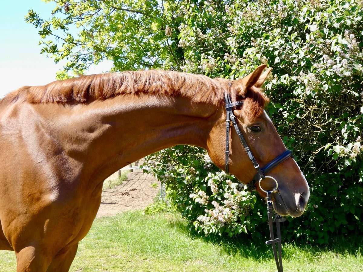 Hannover Giumenta 4 Anni 168 cm Sauro scuro in Wedemark