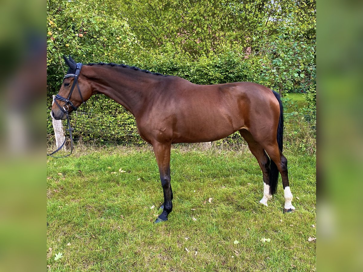 Hannover Giumenta 4 Anni 169 cm Baio in Langwedel