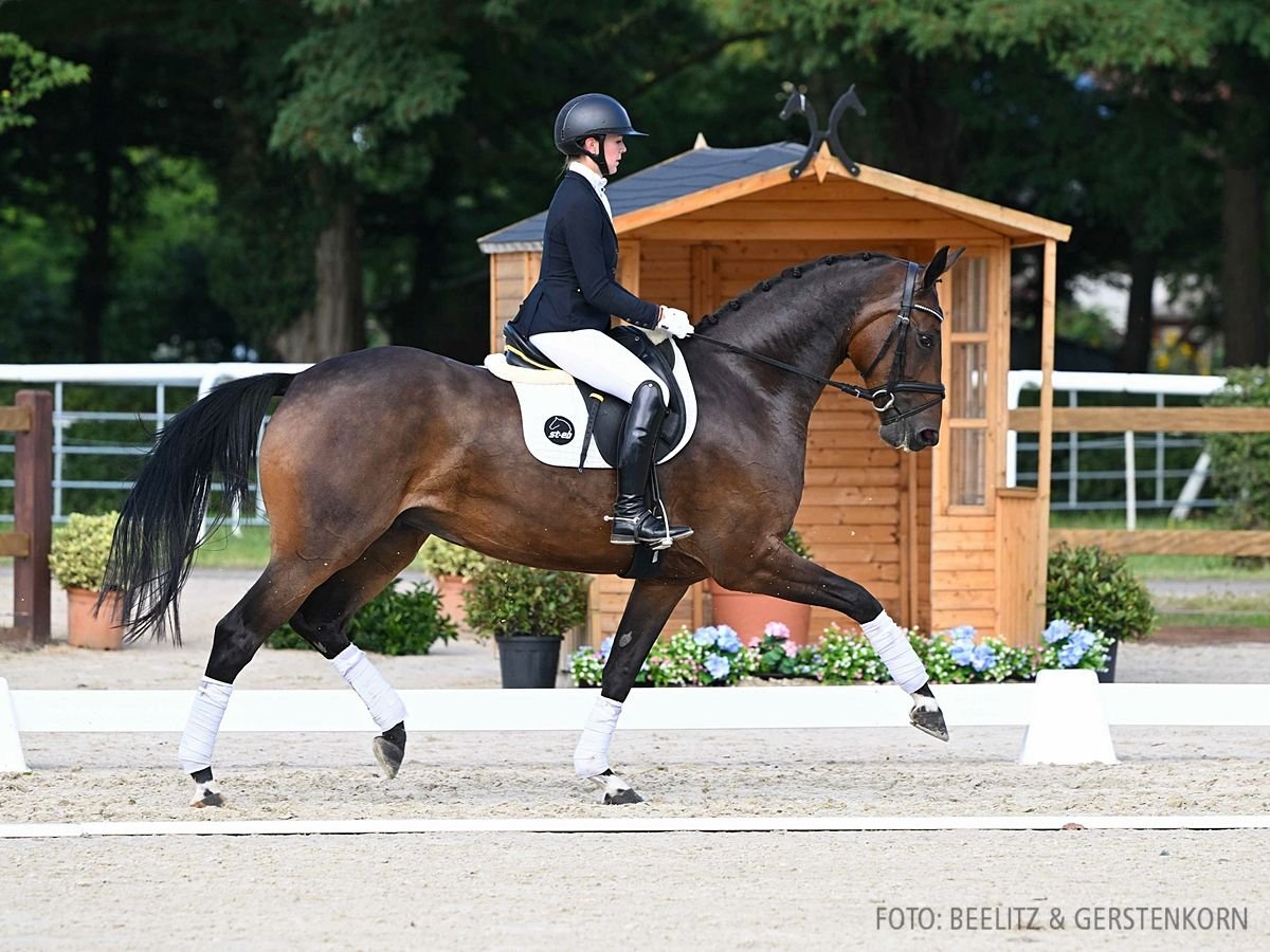 Hannover Giumenta 4 Anni 169 cm Baio in Verden