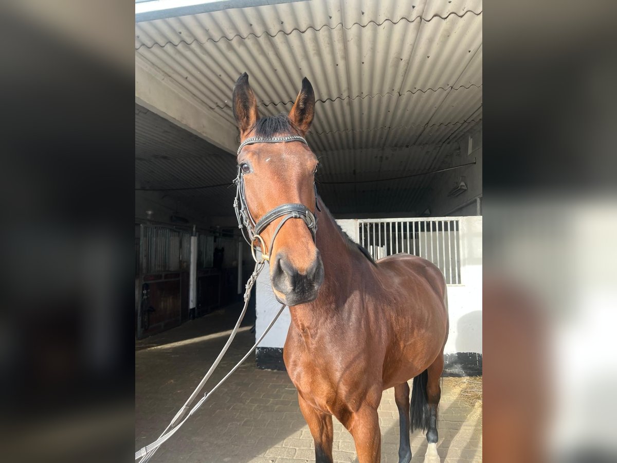 Hannover Giumenta 4 Anni 169 cm Baio chiaro in Braunsbedra