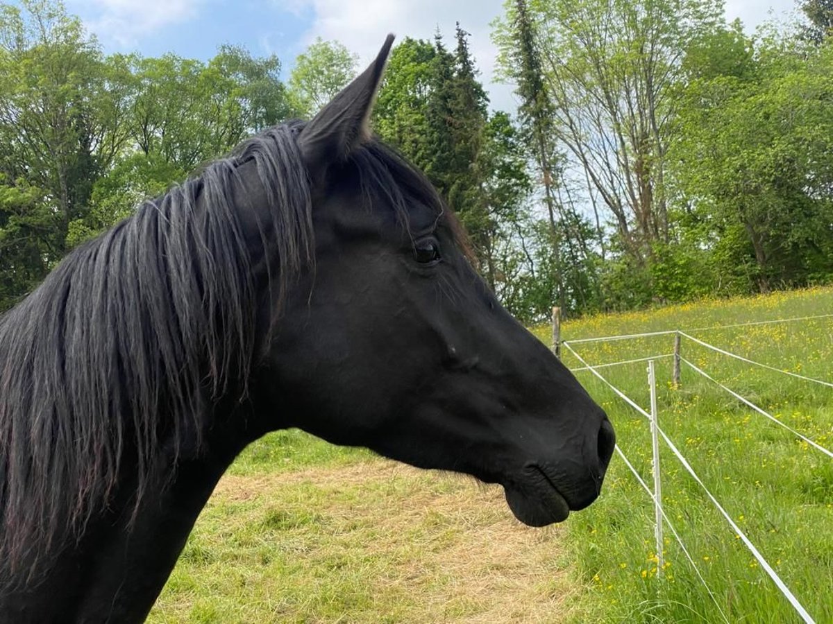 Hannover Giumenta 4 Anni 169 cm Morello in Adenau