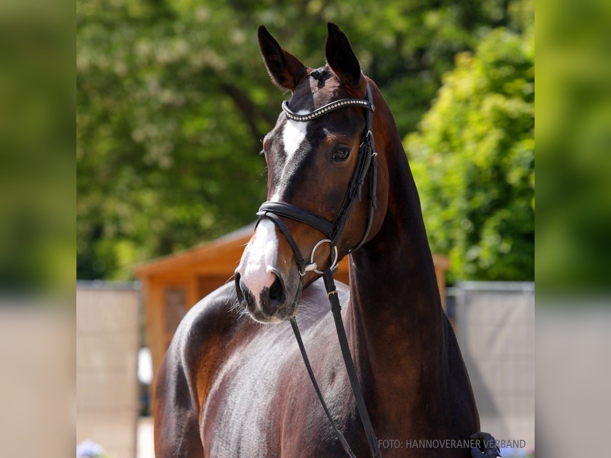 Hannover Giumenta 4 Anni 169 cm Sauro in Verden