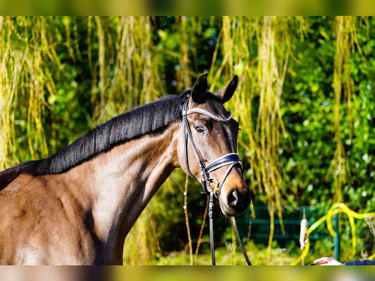 Hannover Giumenta 4 Anni 170 cm Baio in Coesfeld