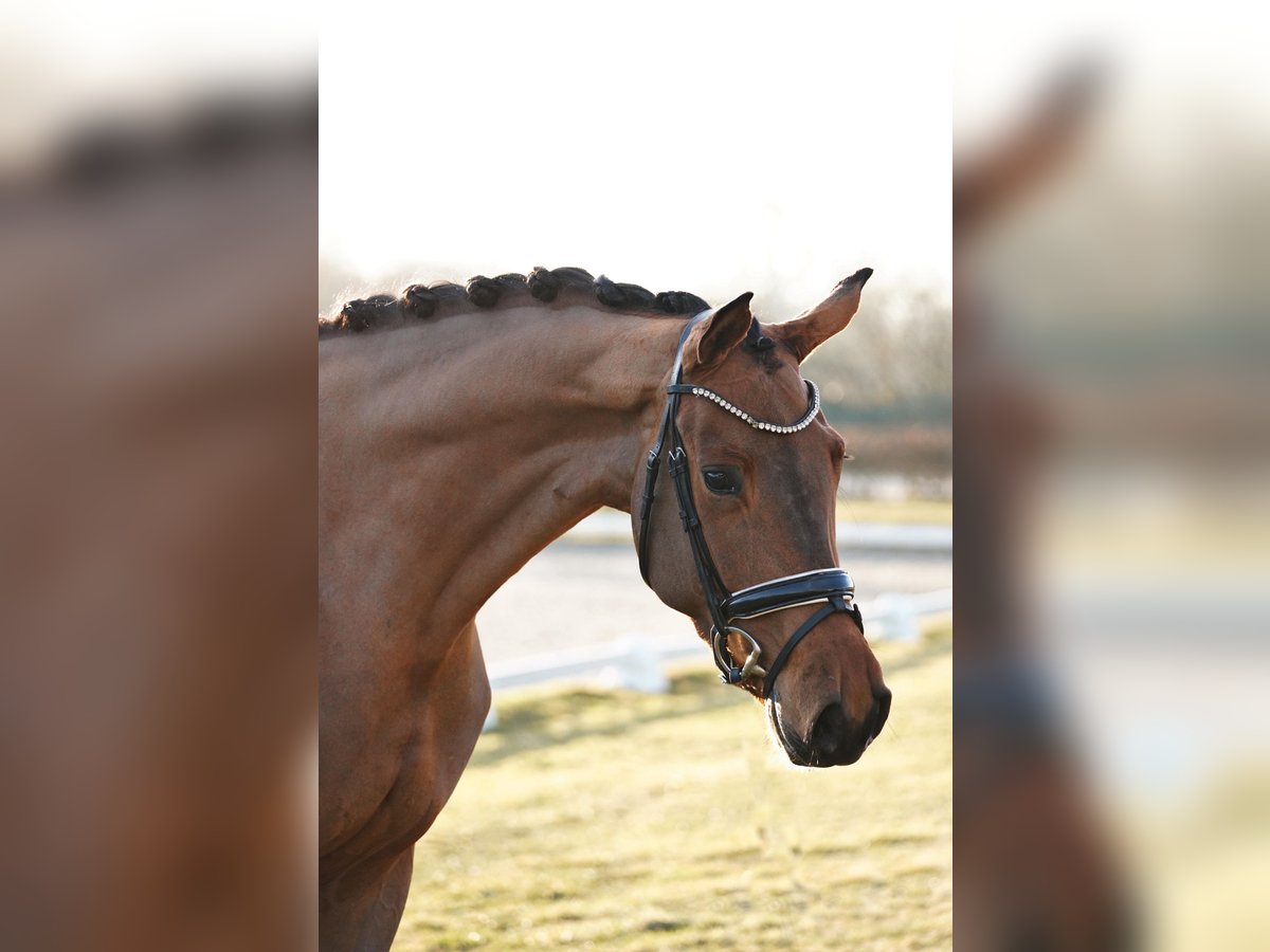 Hannover Giumenta 4 Anni 170 cm Baio in Dorsten