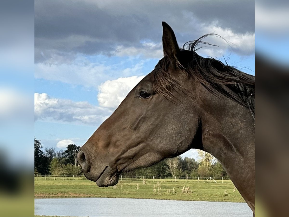 Hannover Giumenta 4 Anni 170 cm Baio in Babenhausen