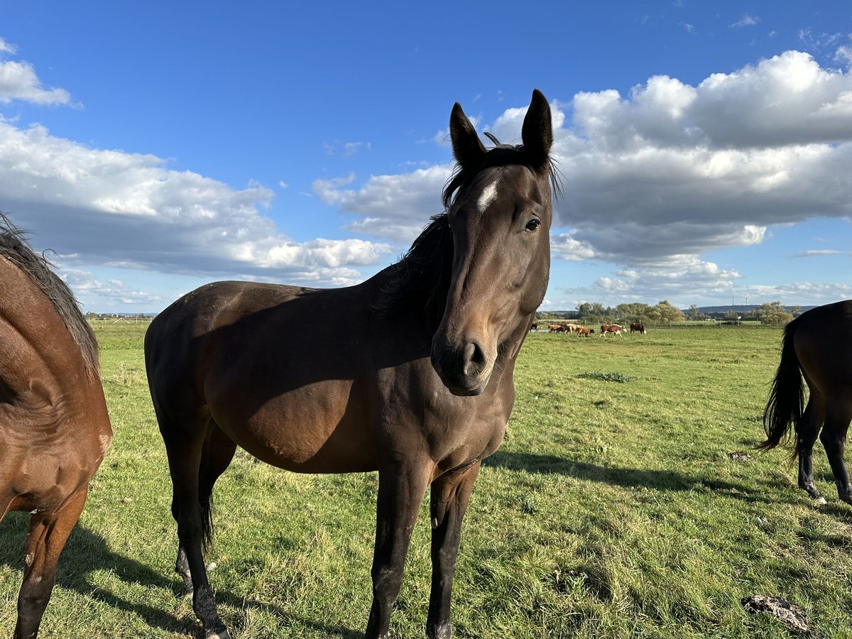 Hannover Giumenta 4 Anni 170 cm Baio in Babenhausen