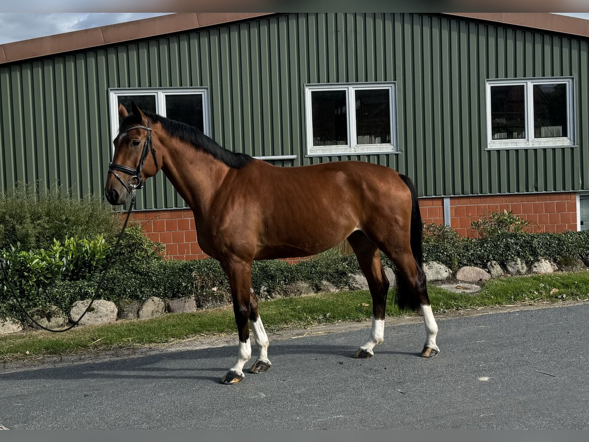 Hannover Giumenta 4 Anni 170 cm Baio in Ohrensen