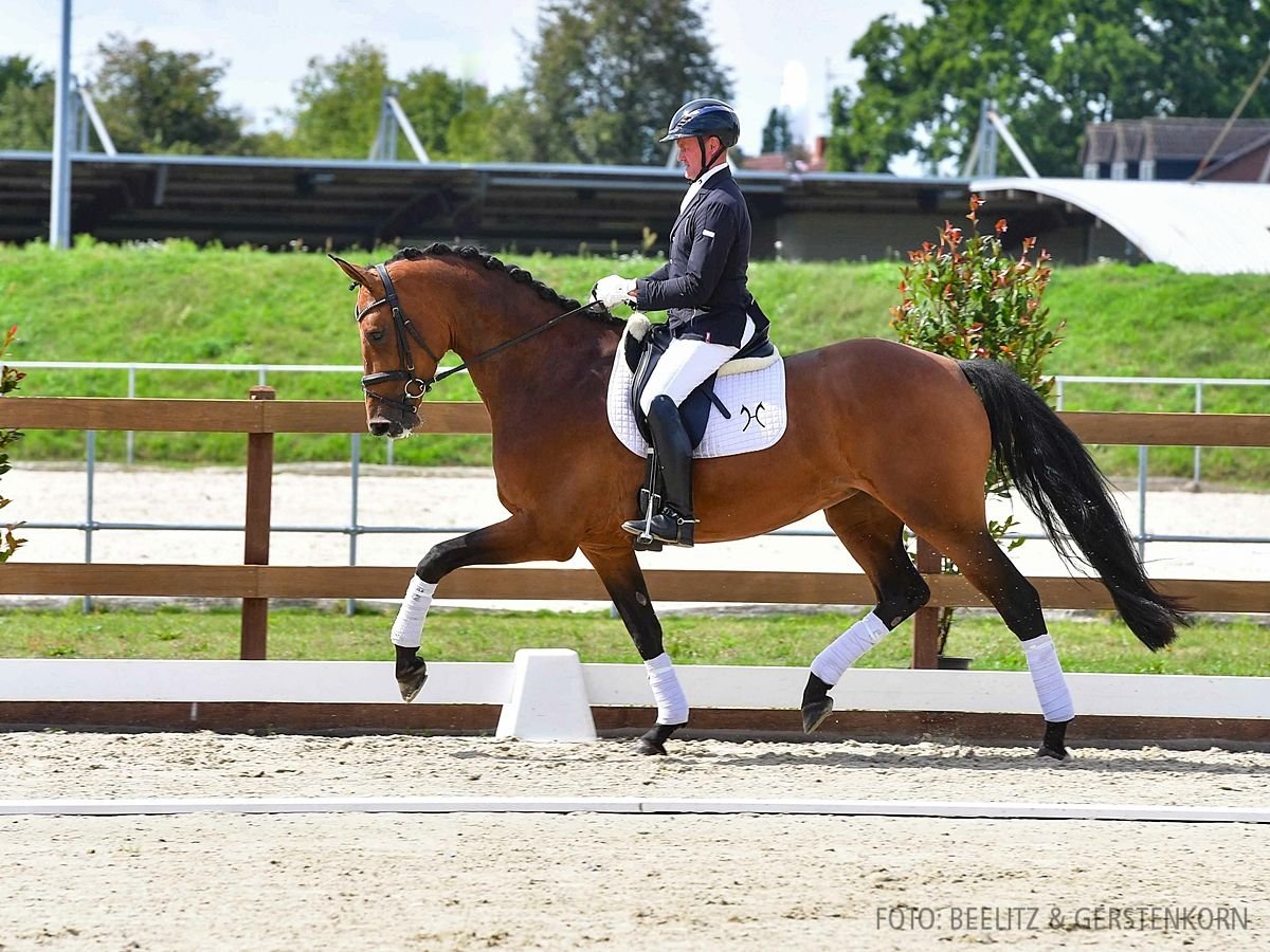 Hannover Giumenta 4 Anni 172 cm Baio in Verden