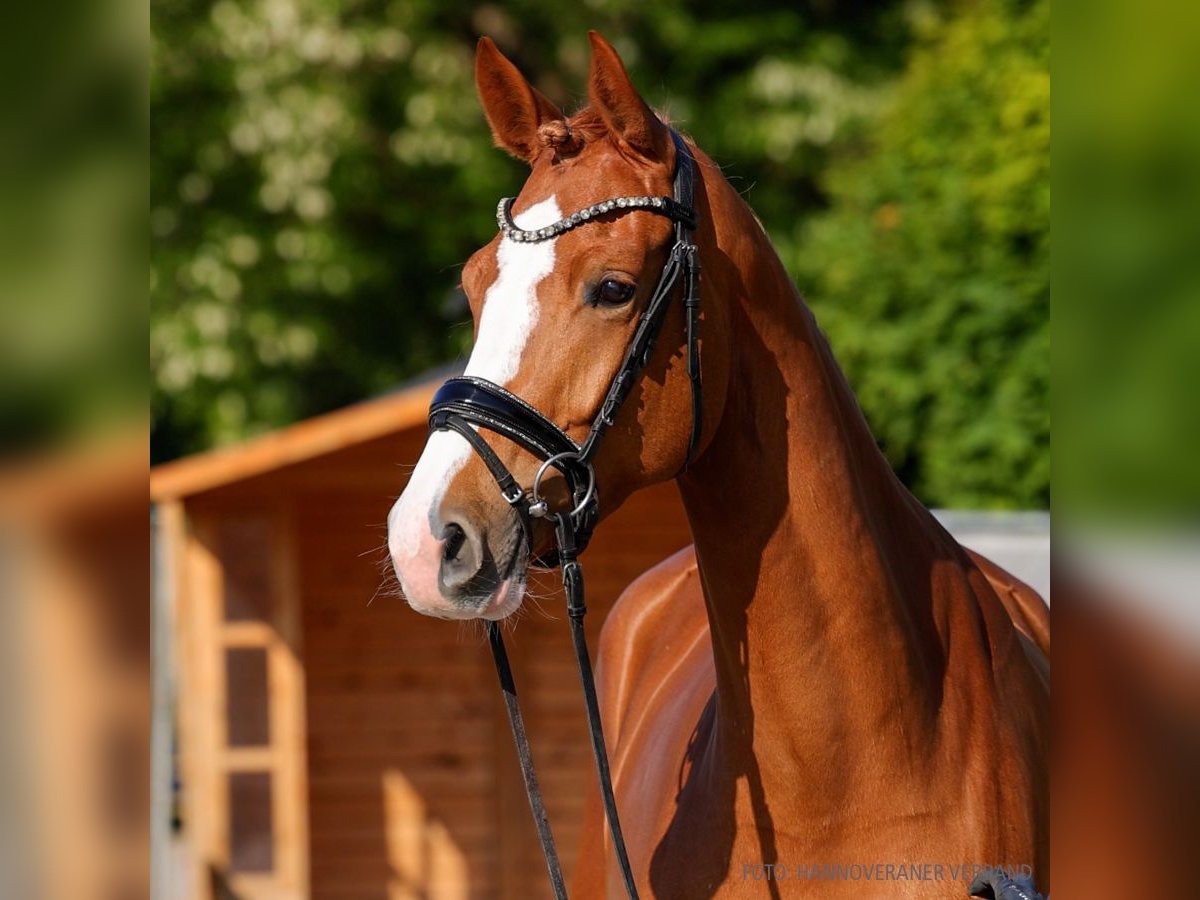 Hannover Giumenta 4 Anni 172 cm Baio scuro in Verden