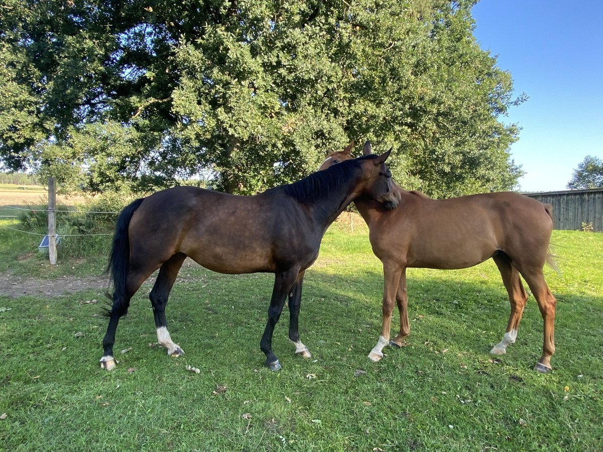 Hannover Giumenta 4 Anni Baio in Bergen