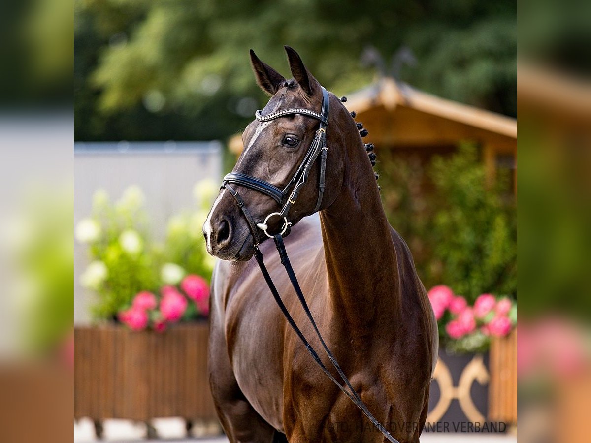 Hannover Giumenta 5 Anni 161 cm Baio nero in Verden