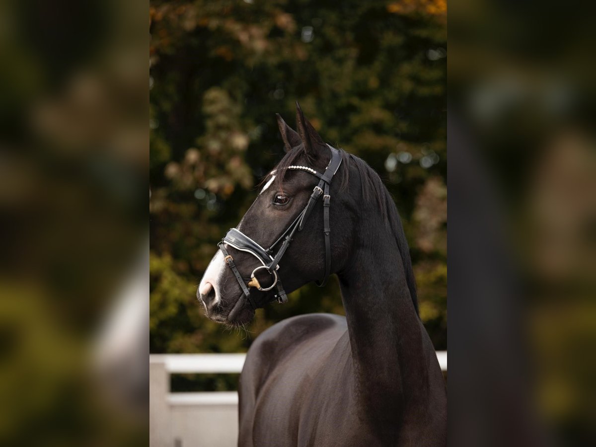 Hannover Giumenta 5 Anni 163 cm Morello in Buchholz (Westerwald)