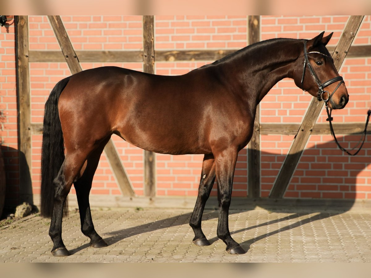 Hannover Giumenta 5 Anni 164 cm Baio in Tespe