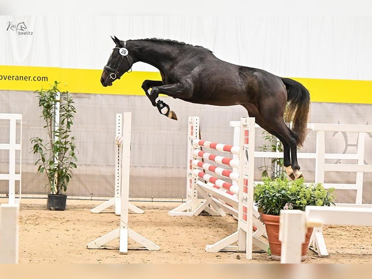 Hannover Giumenta 5 Anni 165 cm Grigio in Deinstedt