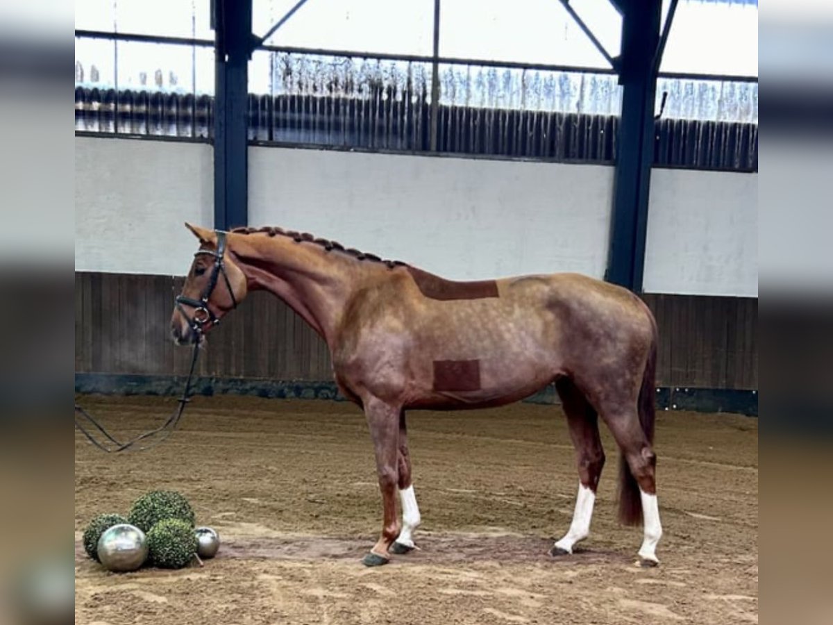 Hannover Giumenta 5 Anni 165 cm Sauro in Siedenburg