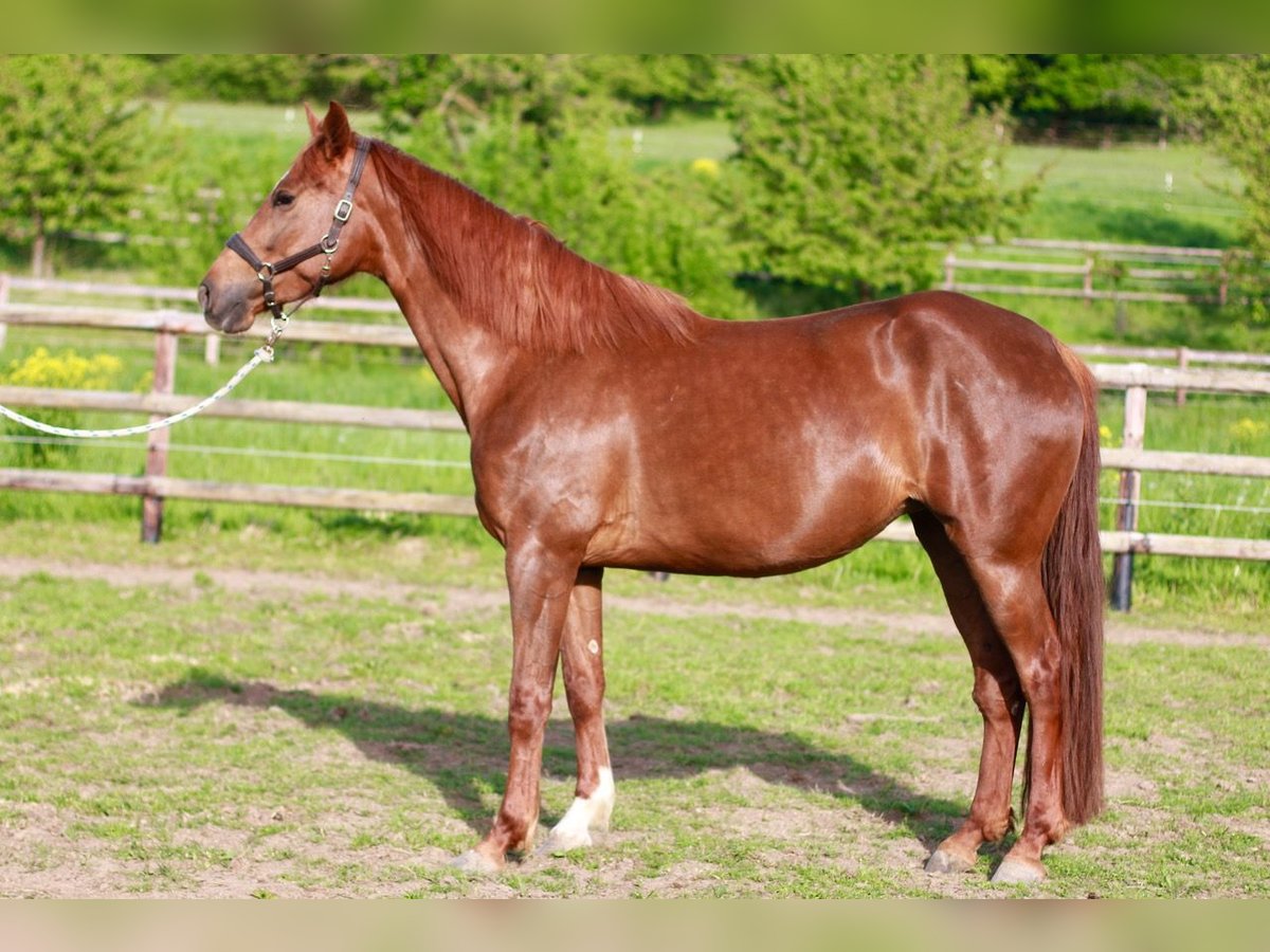 Hannover Giumenta 5 Anni 165 cm Sauro scuro in Sankt Sebastian