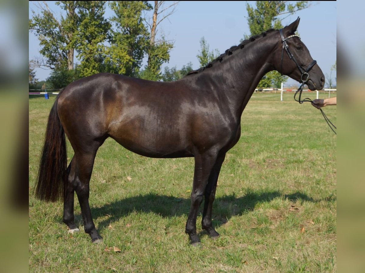 Hannover Giumenta 5 Anni 167 cm Morello in M&#xFC;geln