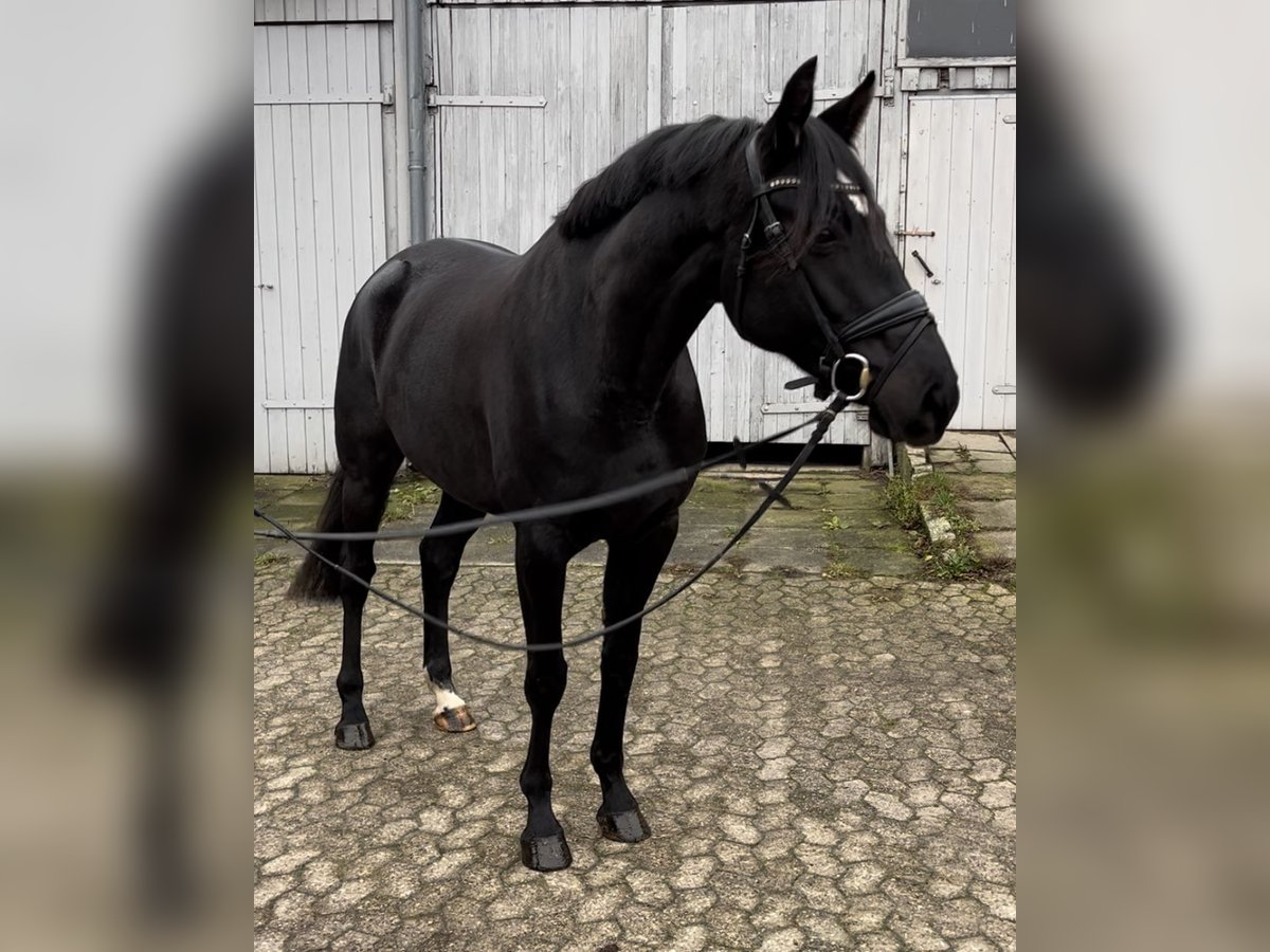 Hannover Giumenta 5 Anni 168 cm Morello in Marxen