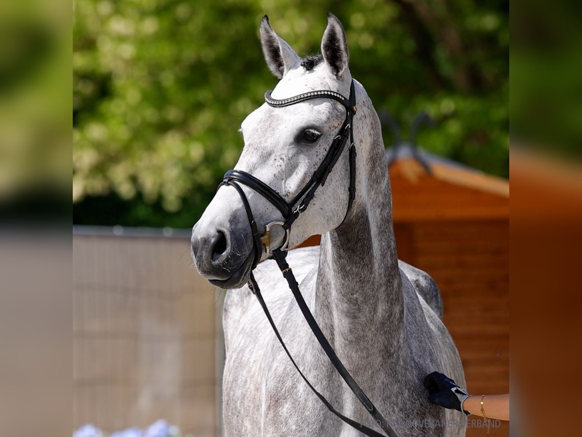 Hannover Giumenta 5 Anni 169 cm Baio in Verden