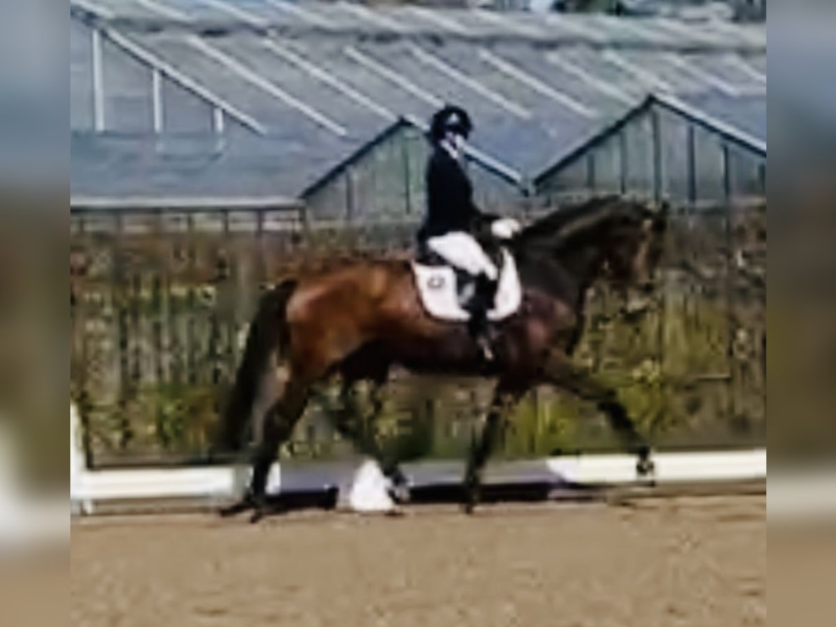 Hannover Giumenta 5 Anni 170 cm Baio in Sottrum