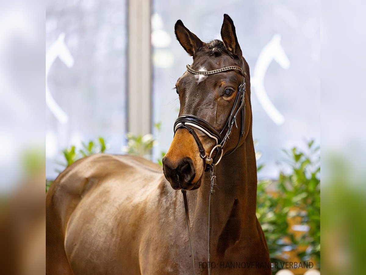 Hannover Giumenta 5 Anni 170 cm Baio in Verden