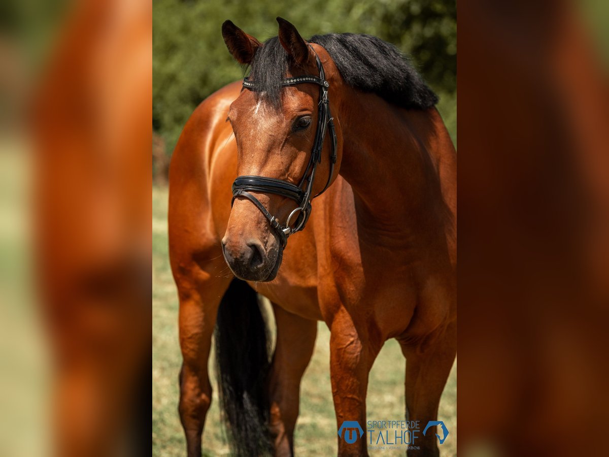 Hannover Giumenta 5 Anni 170 cm Baio in Korntal-M&#xFC;nchingen