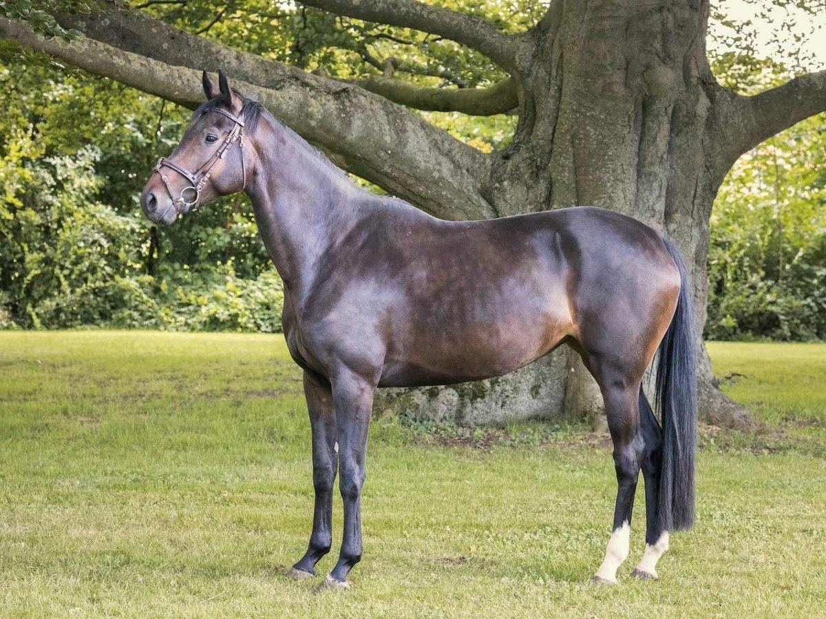 Hannover Giumenta 5 Anni 170 cm Baio scuro in Langelsheim