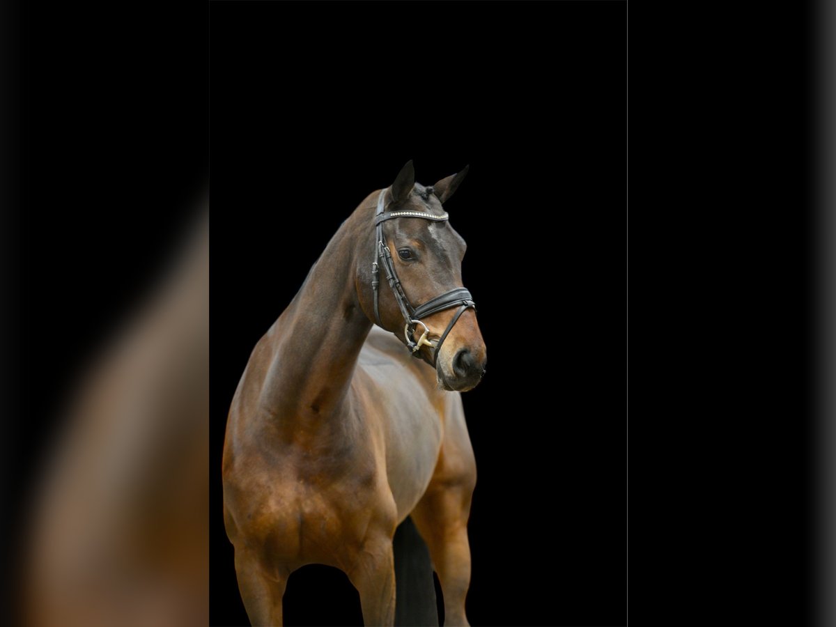 Hannover Giumenta 5 Anni 170 cm Baio scuro in Visbek